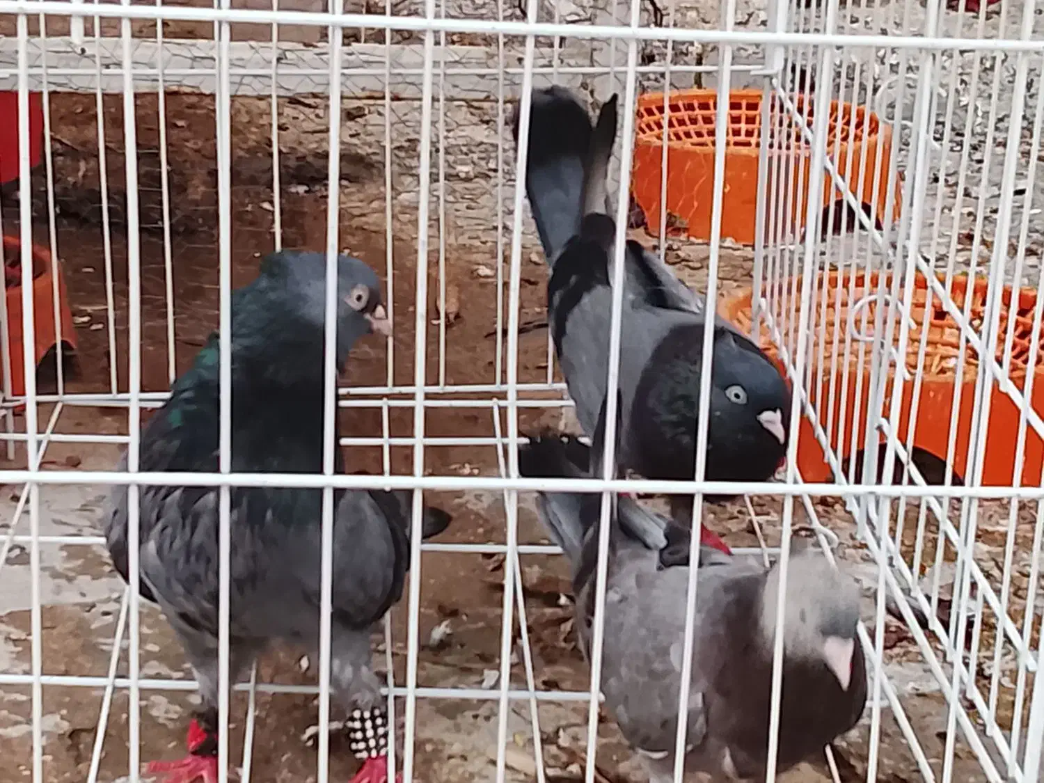 ملاقی|پرنده|خورموج, |دیوار