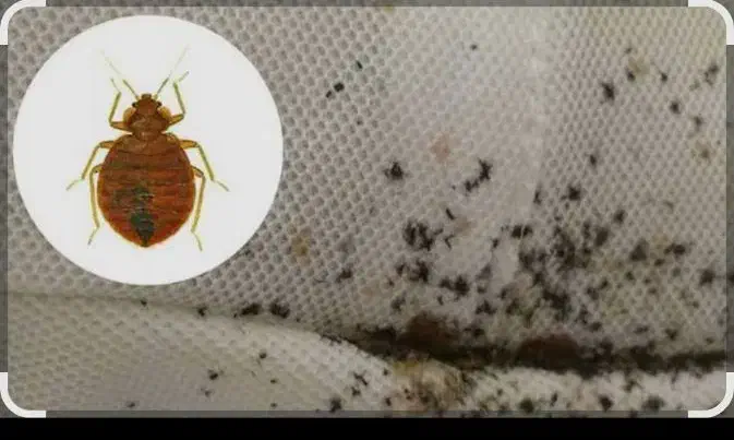 سمپاشی سمپاشی پردیسان قم شبانه روزی تضمینی|خدمات نظافت|قم, بکایی|دیوار