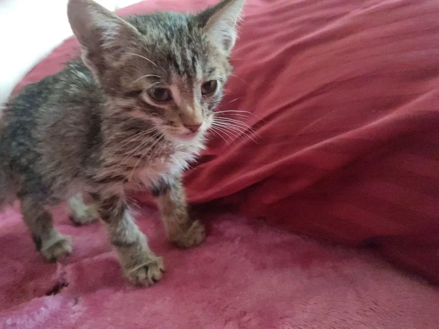 تعدادی بچه گربه خوشگل و ناز واگذاری رایگان|گربه|قم, لسانی|دیوار