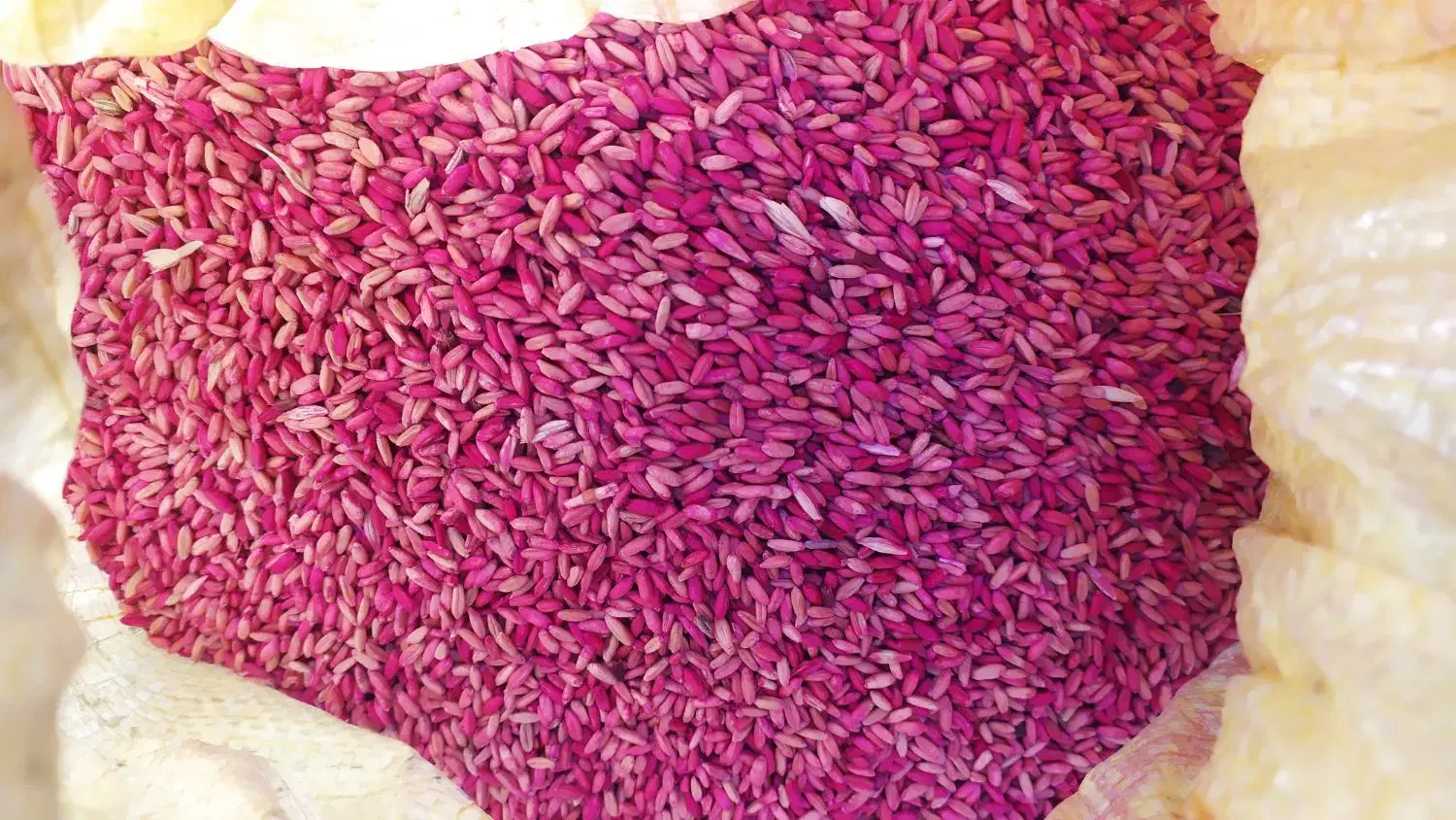گندم بذر|خدمات باغبانی و درختکاری|دهگلان, |دیوار