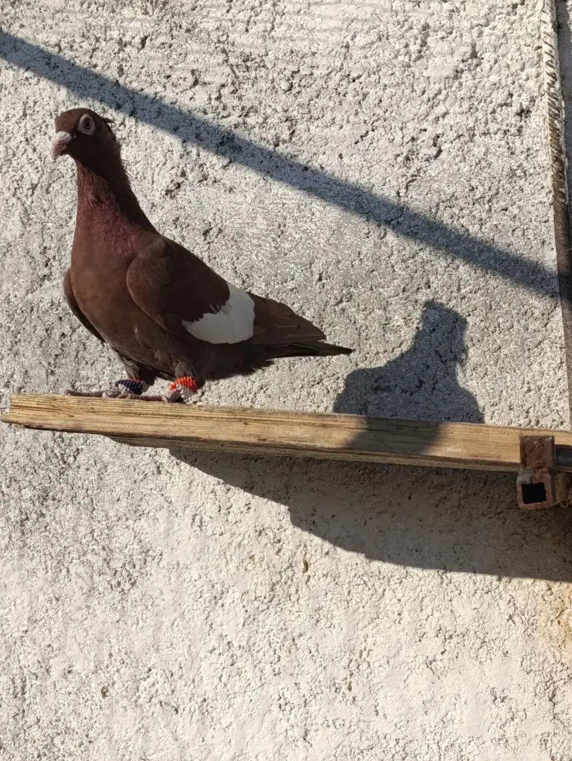 کبوتر کفتر|پرنده|جهرم, |دیوار