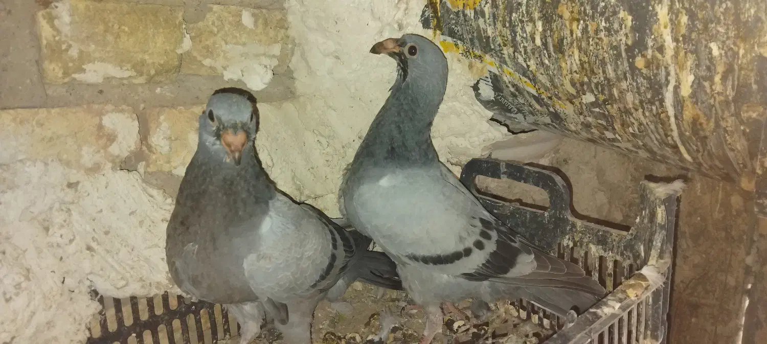 کبوترمسافتی|پرنده|بستان آباد, |دیوار