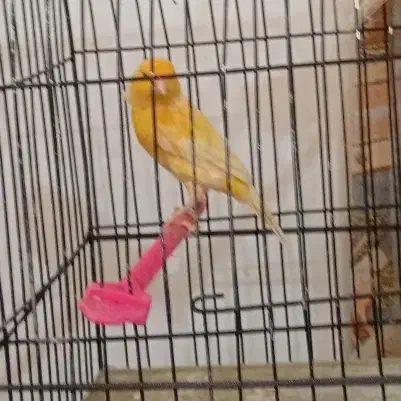 قناری|پرنده|مشهد, کارگران|دیوار