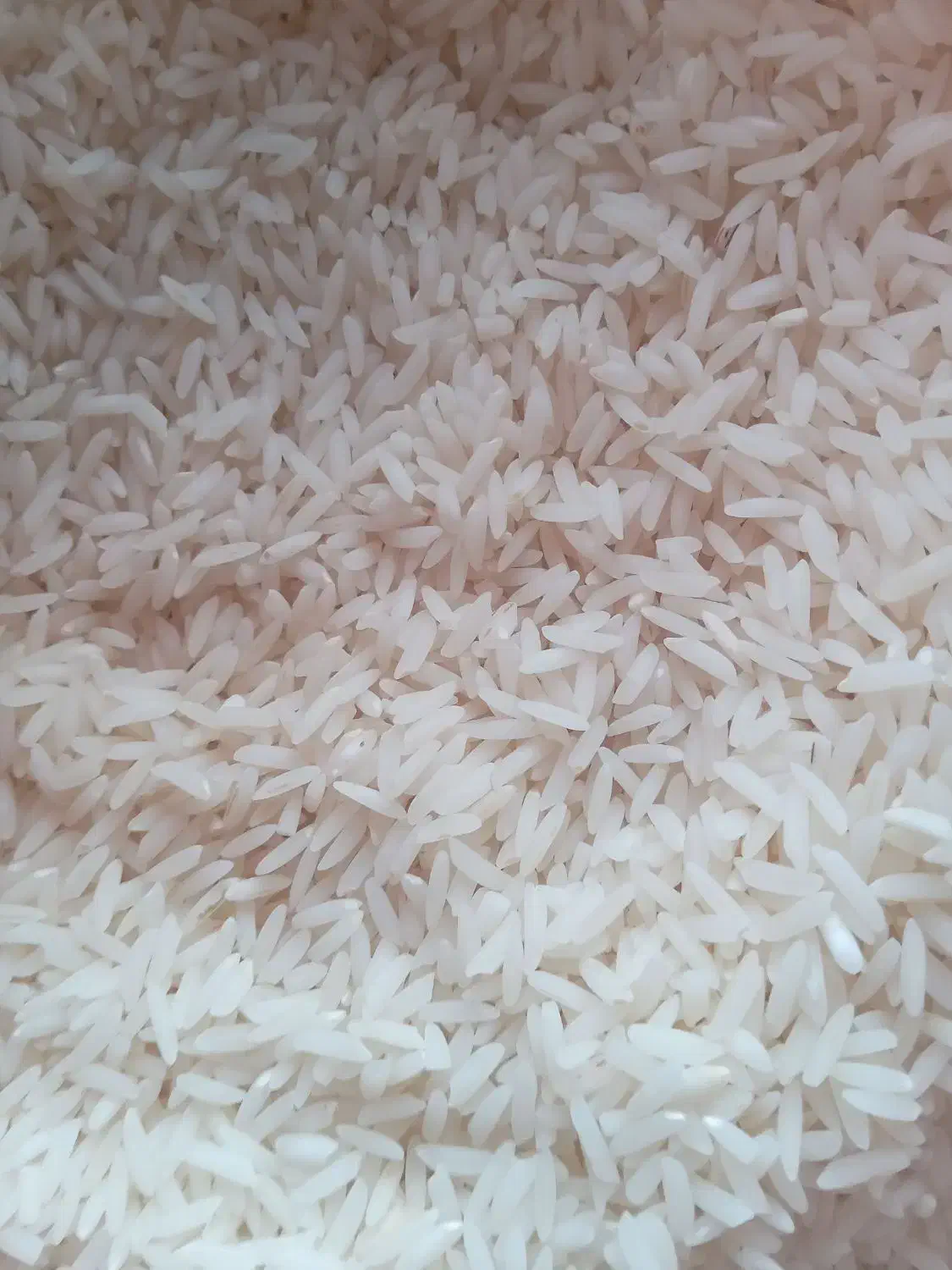 برنج کشت اول و دوم   با بهترین کیفیت ۲۸۰و۳۱۰|خوردنی و آشامیدنی|فریدون‌کنار, |دیوار