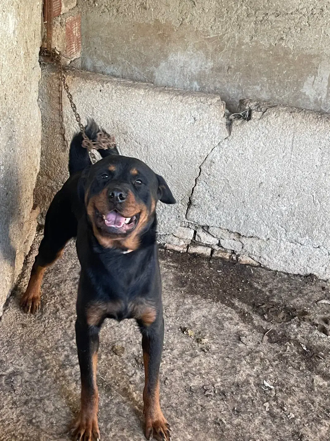 رود جفت نر و ماده|سگ|بهشهر, |دیوار