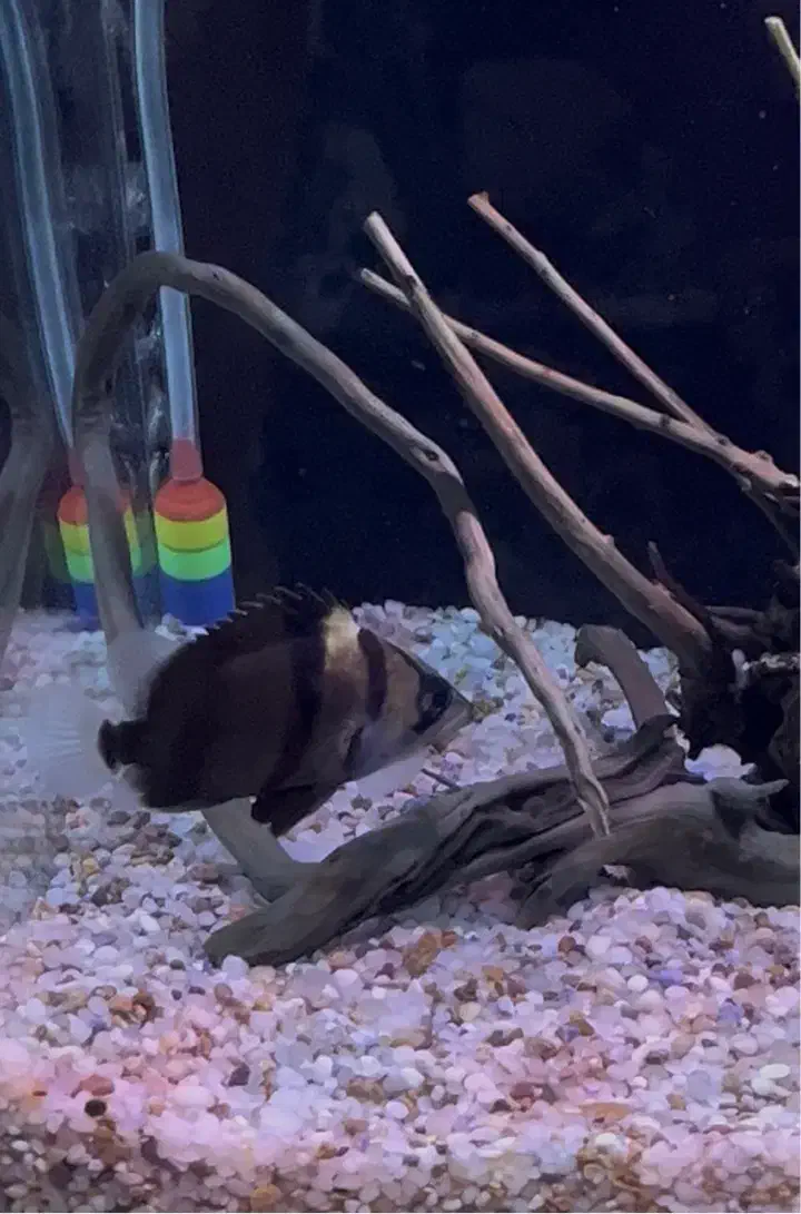 تایگرسوماترا|ماهی|تهران, دارآباد|دیوار