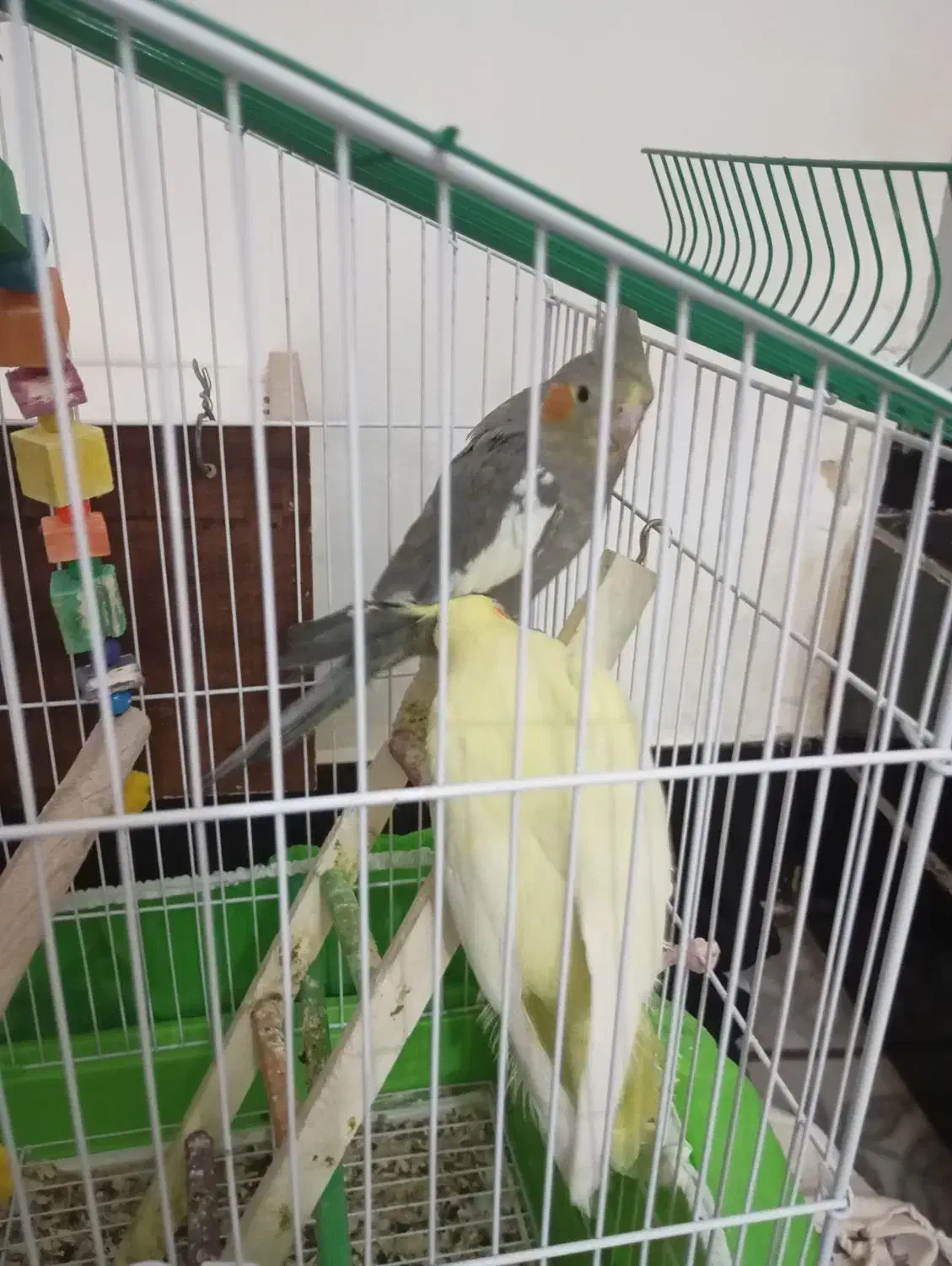 عروس هلندی نروماده وسرحال|پرنده|هندیجان, |دیوار