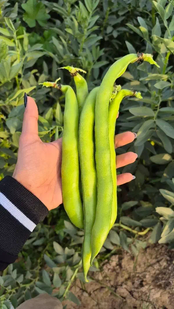 باقلا|خوردنی و آشامیدنی|اهواز, امانیه|دیوار