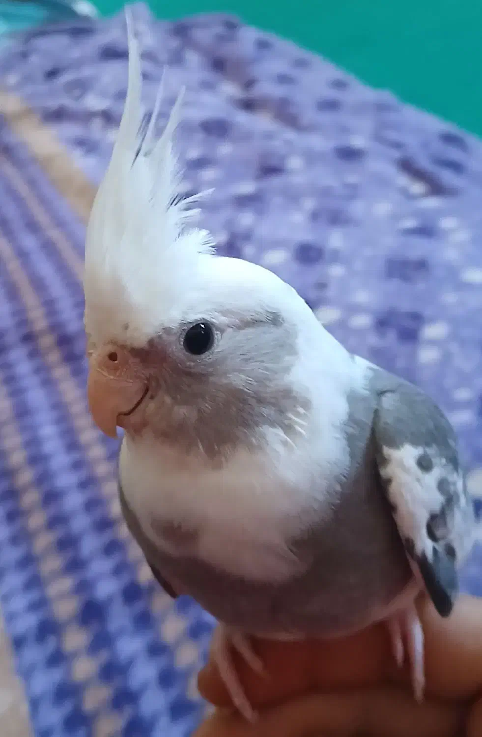 عروس هلندی ابلغ البینو|پرنده|شبانکاره, |دیوار