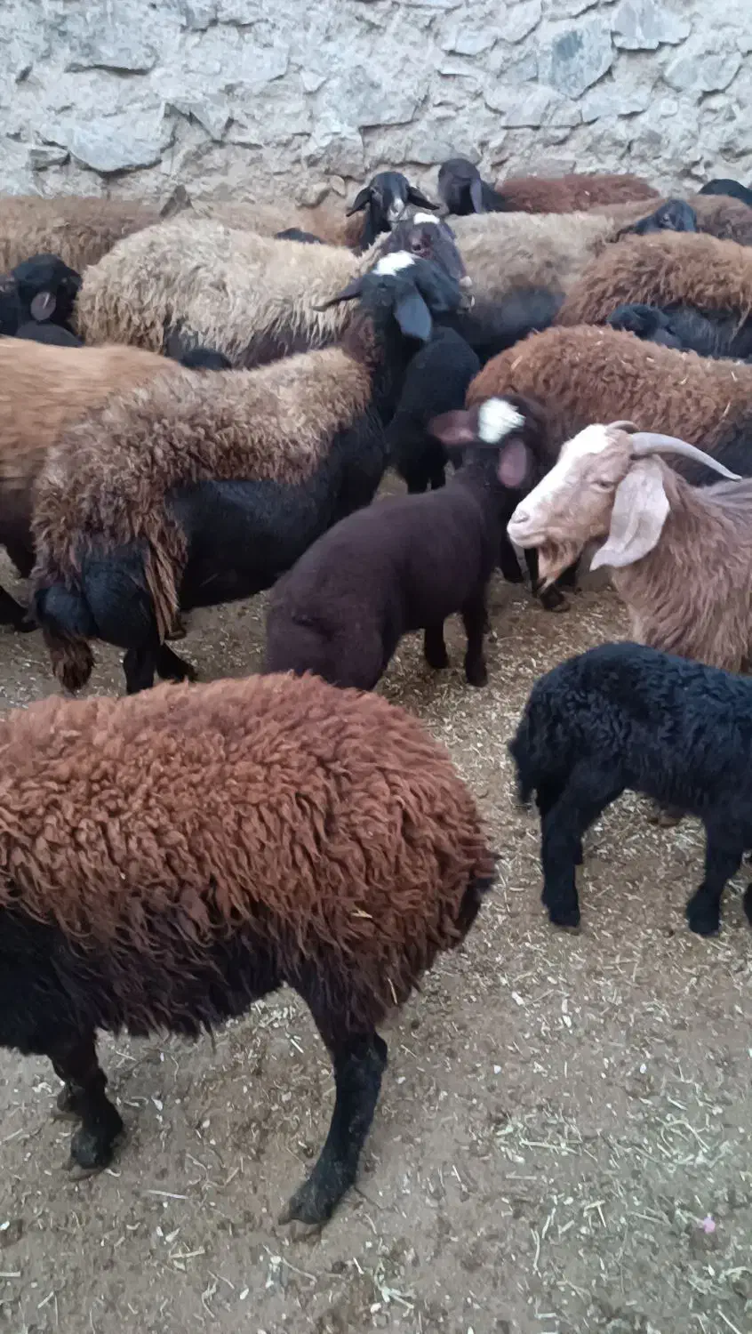 گوسفند بره دار|حیوانات مزرعه|سلطانیه, |دیوار