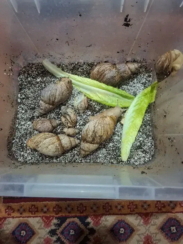 حلزون|خزنده|سیرجان, |دیوار