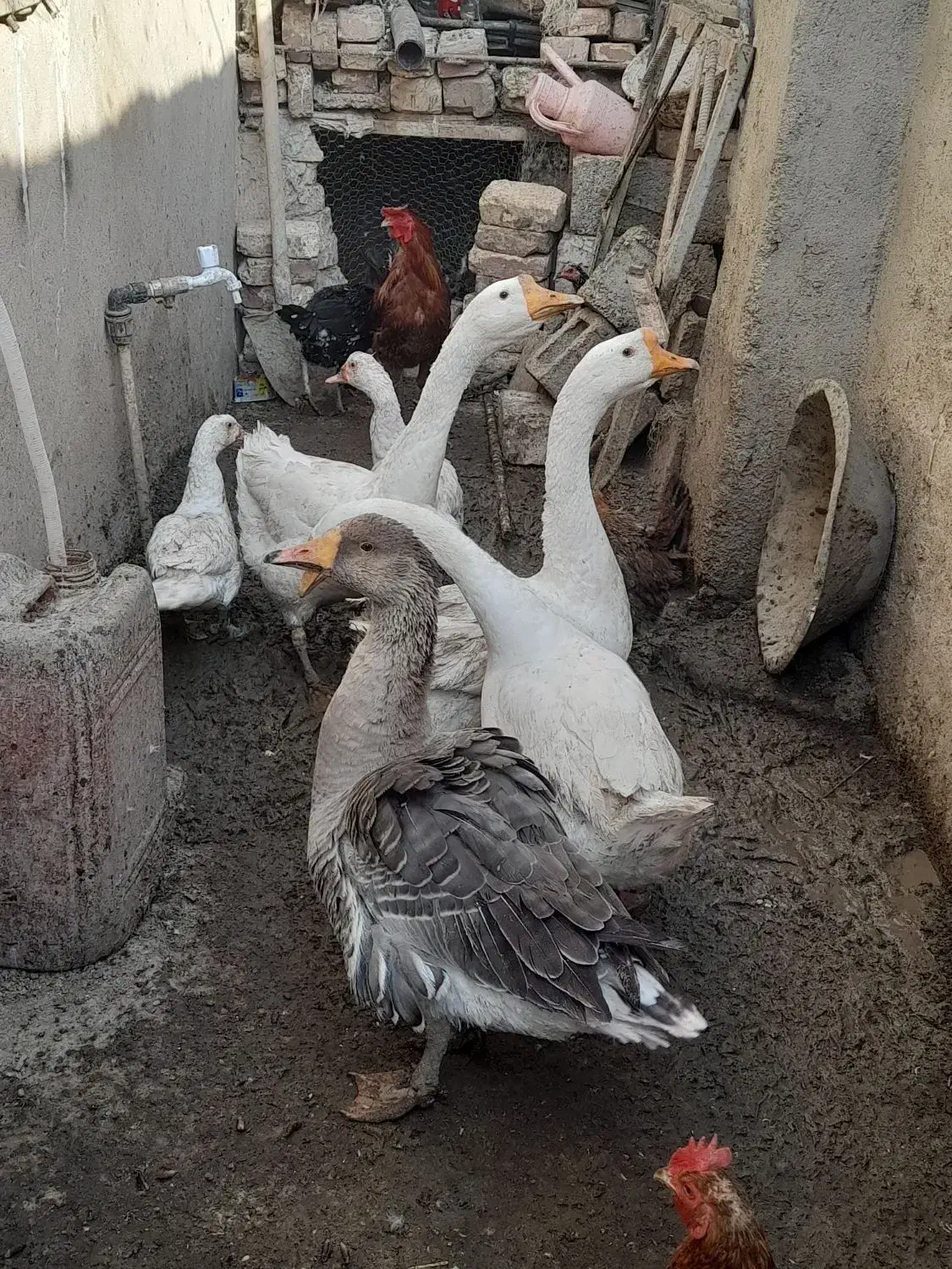 قوغاز اوکراینی گردن ماری تخم گذار|حیوانات مزرعه|کرباسک, |دیوار