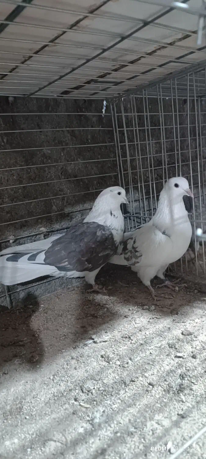 کفتر پرشی کهنه کفتر بشرط|پرنده|فولادشهر, B1|دیوار