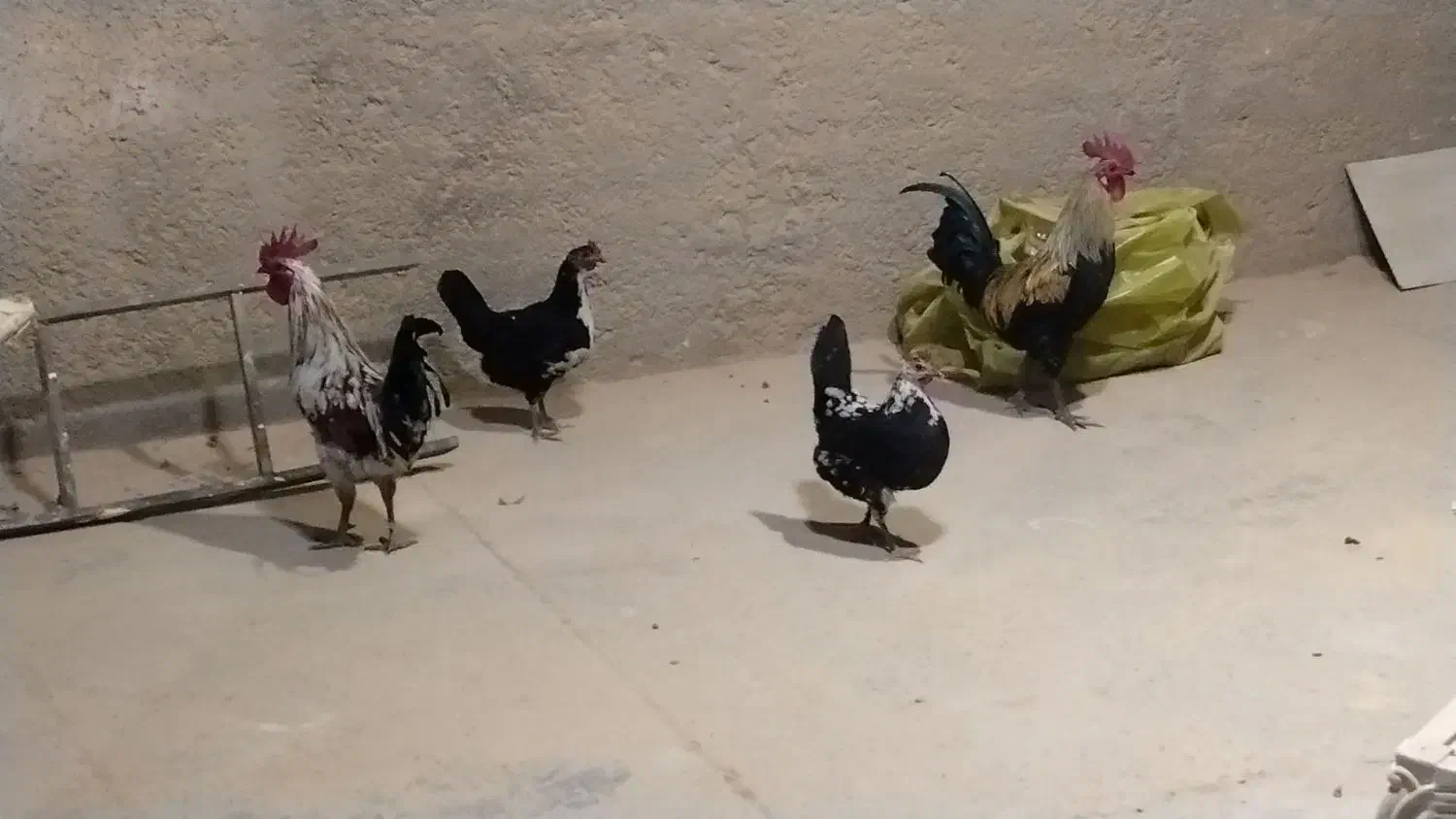 مرغ وخروس گلین|حیوانات مزرعه|رباط‌کریم, نصیرشهر|دیوار