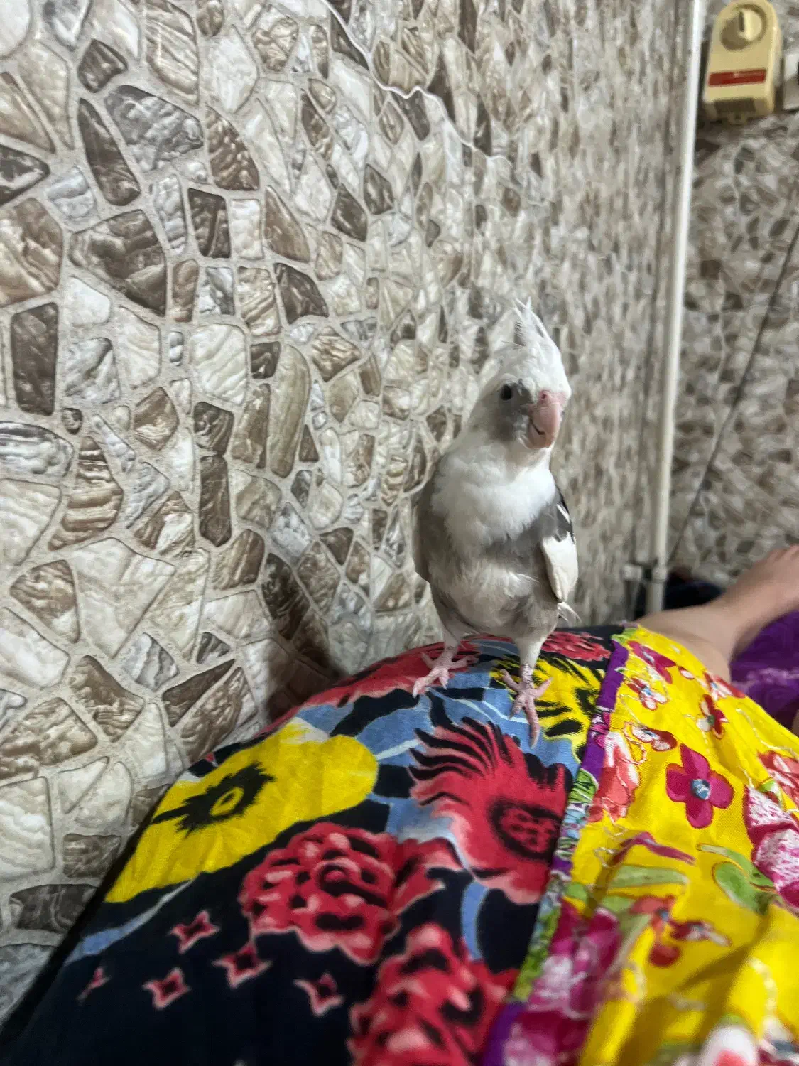 عروس هلندی نر گم شده شیرینی برای یابنده|حیوانات|قائمشهر, |دیوار