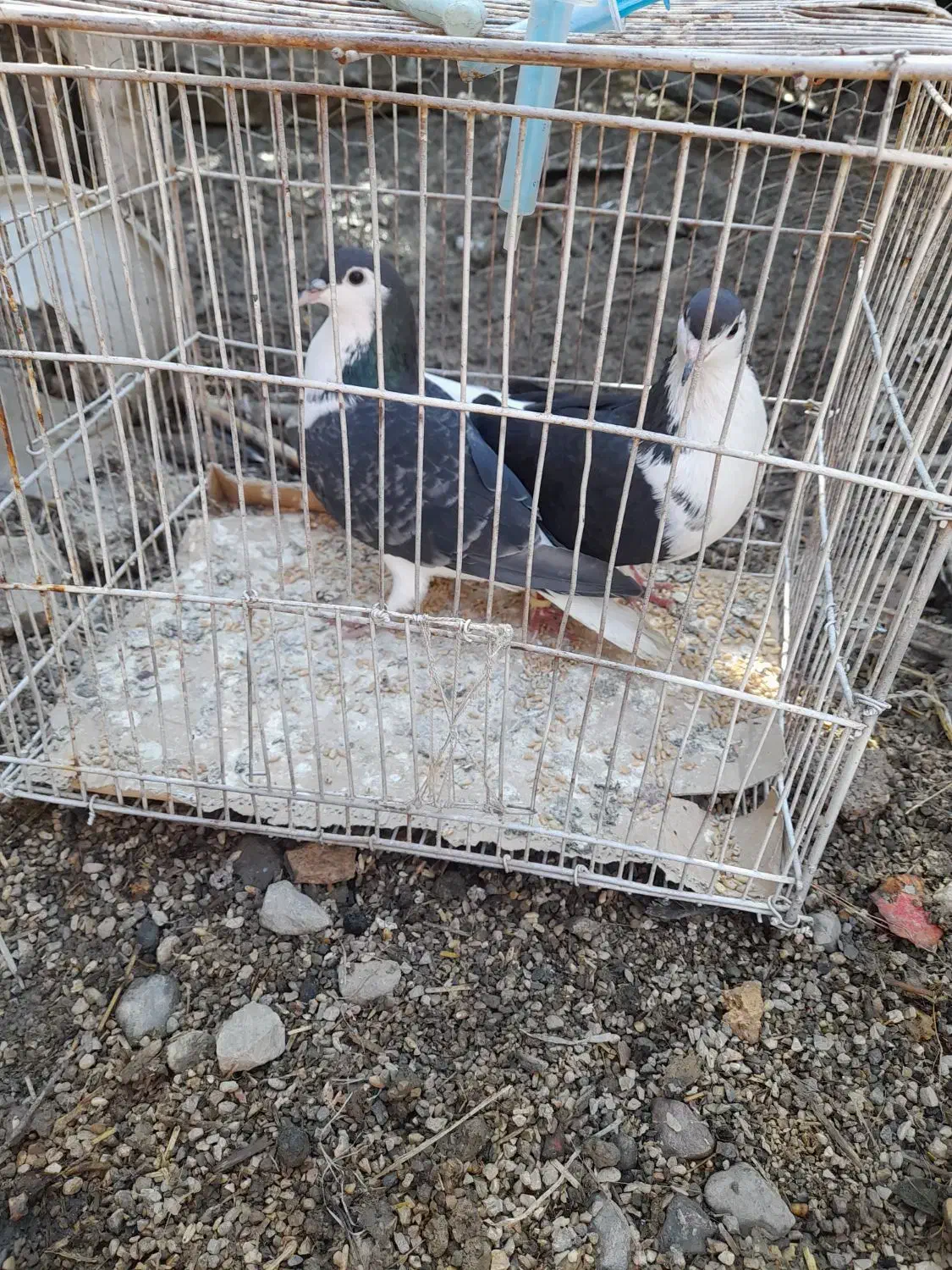 کبوتر ساده|پرنده|گنبد کاووس, |دیوار