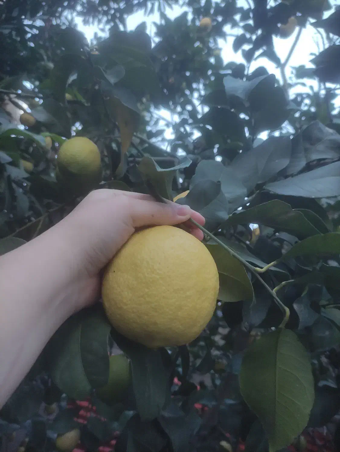 لیمو ترش سنگی و آبدار ترش و خوشمزه حدودا ۳۰ کیلو|گل و گیاه طبیعی|بابکان, |دیوار