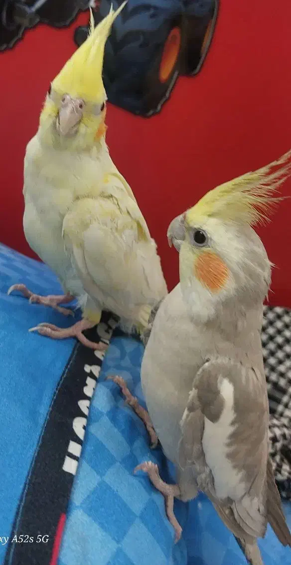 یه جفت عروس هلندی سالم|پرنده|زابل, |دیوار