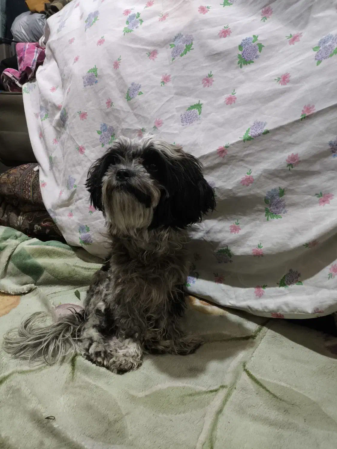 واگذاری سگ شیتزوترییر|سگ|شیراز, دارالرحمه|دیوار