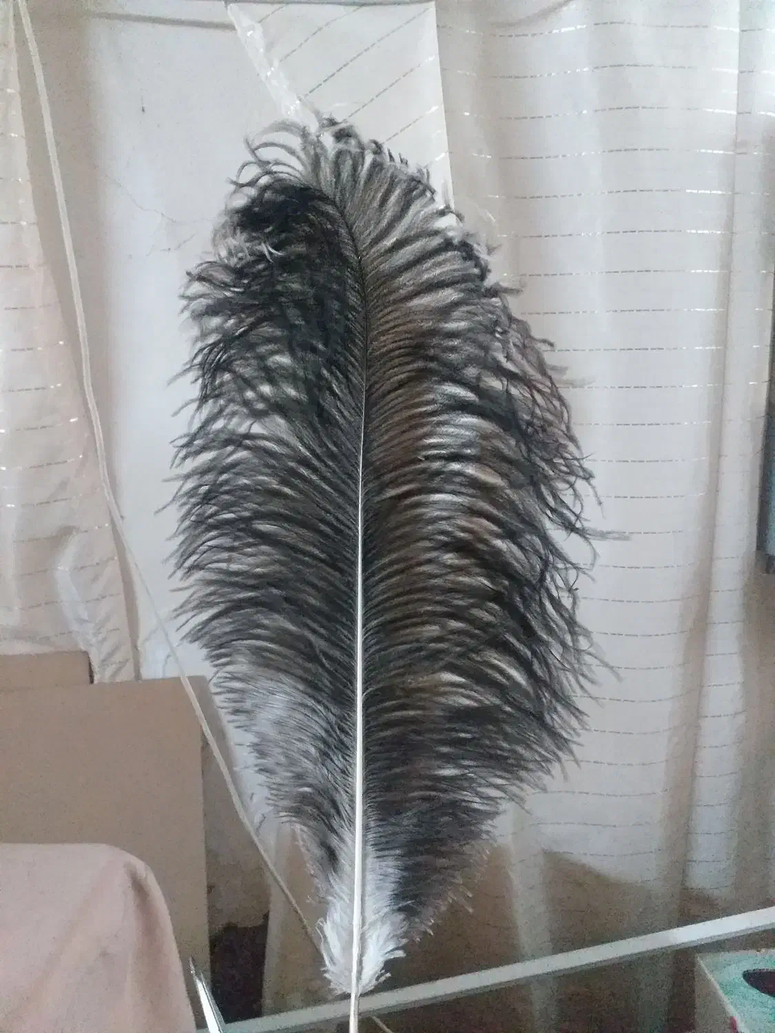 پرشترمرغ|حیوانات مزرعه|اصفهان, گلزار|دیوار