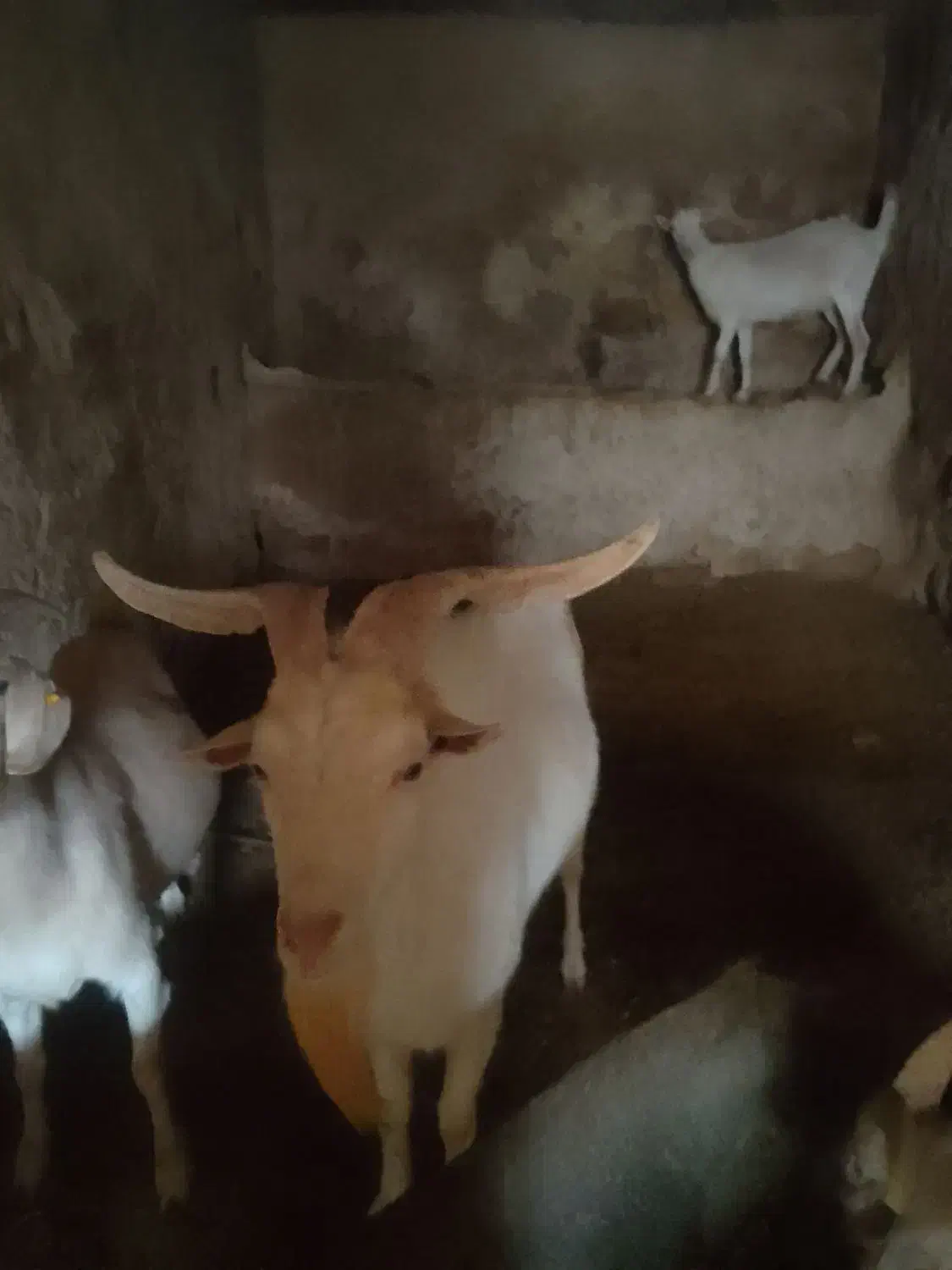 نر بز سانن یک سال ونیم برای اصلاح نژاد|حیوانات مزرعه|لاران, |دیوار