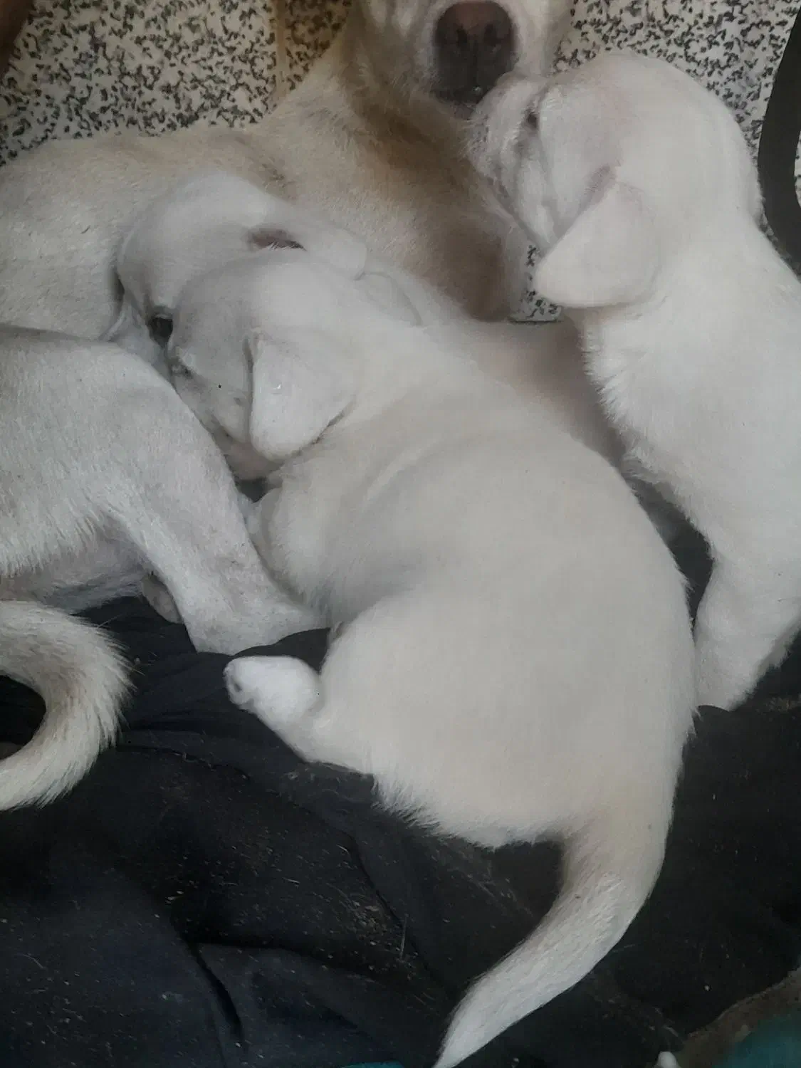 واگذاری توله شیتزو|سگ|کرمان, |دیوار