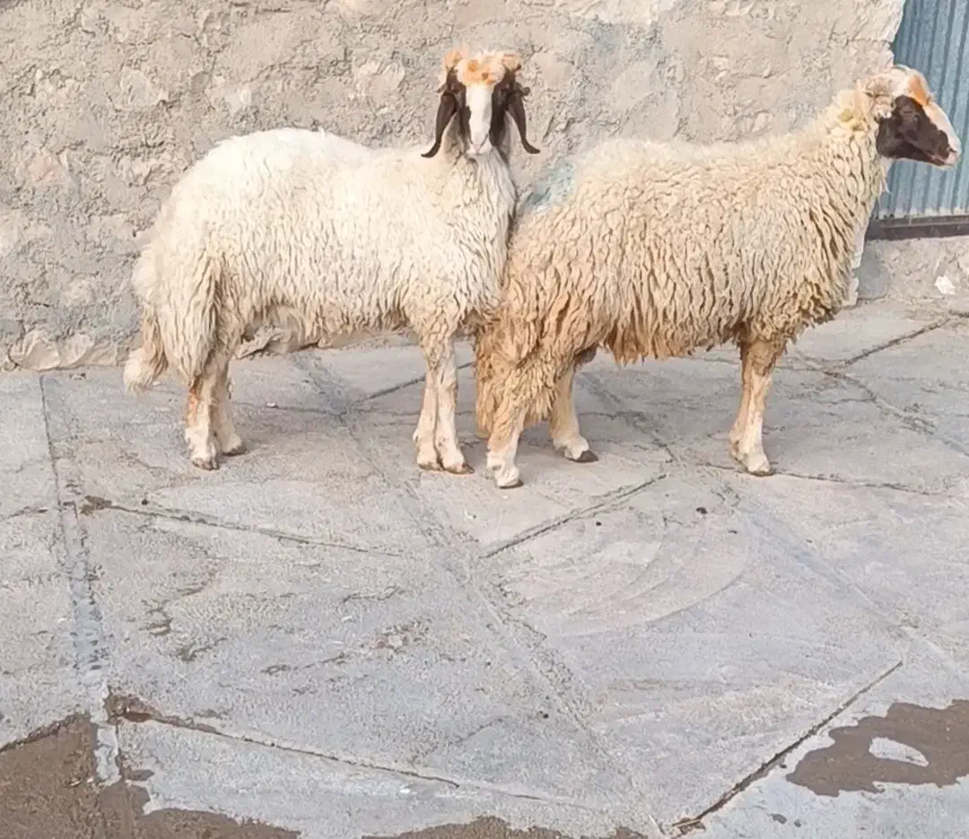 حیوانات مزرعه|حیوانات مزرعه|سرپل ذهاب, |دیوار