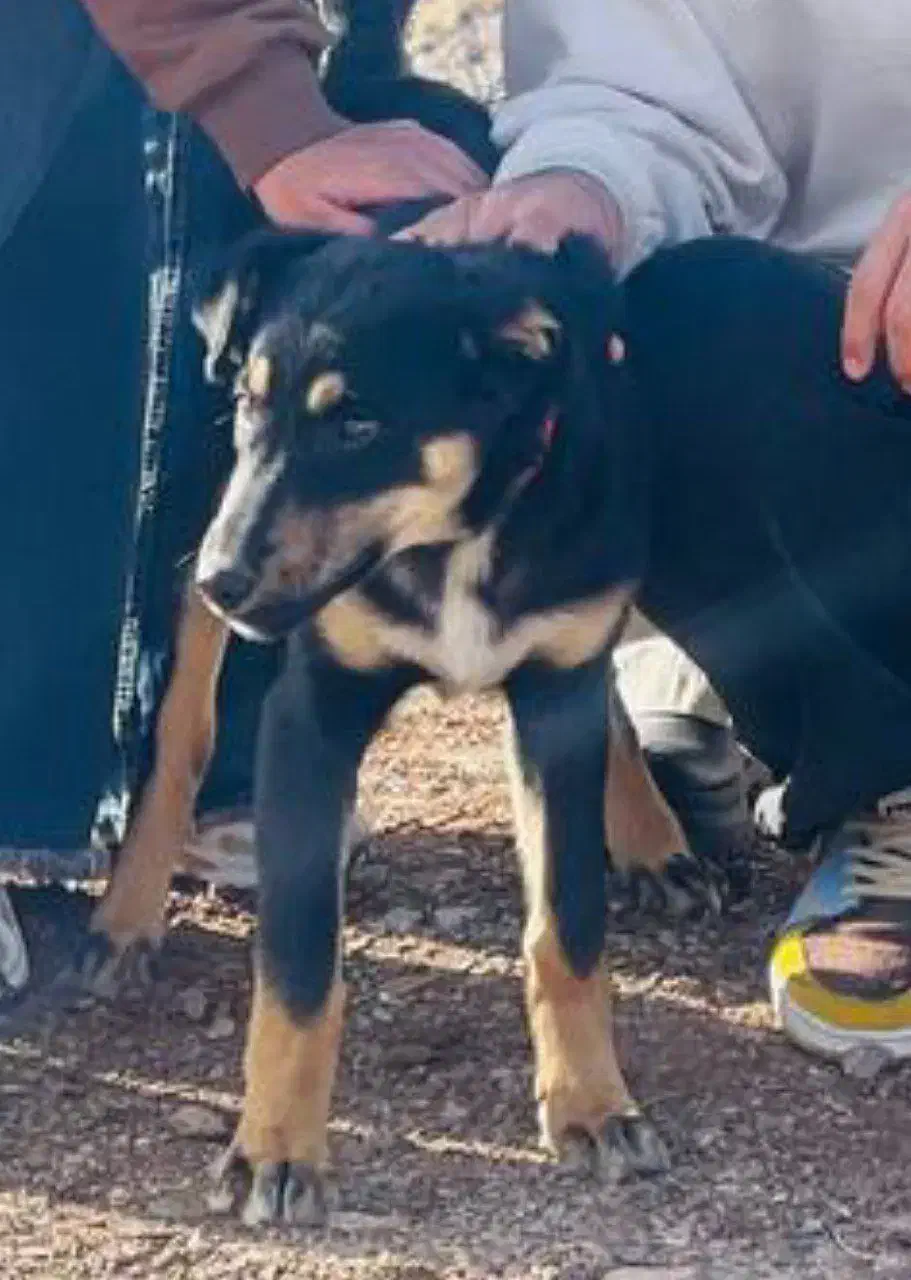 سگ گمشده|حیوانات|بیرجند, |دیوار