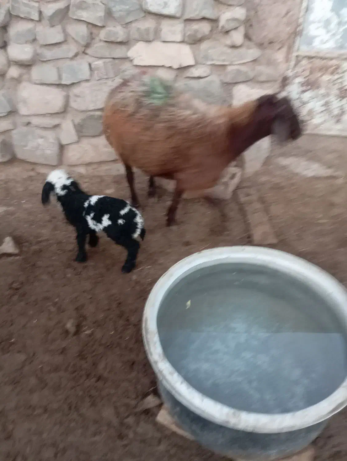 میش زاییده|حیوانات مزرعه|تربت جام, جامرود|دیوار