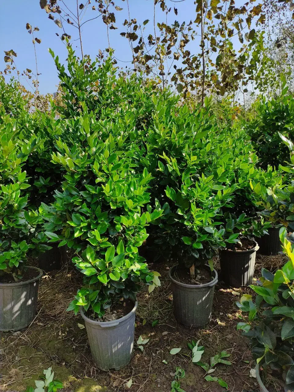 یاس هلندی سطل دوازده ده چهل سه نیم و زمینی|گل و گیاه طبیعی|چابکسر, |دیوار