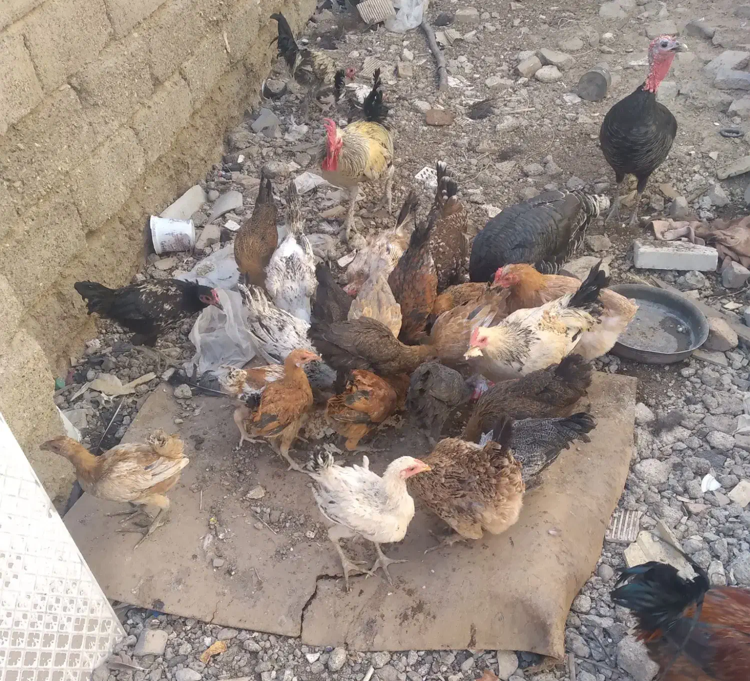 بوقلمون و مرغ|حیوانات مزرعه|پلدختر, |دیوار