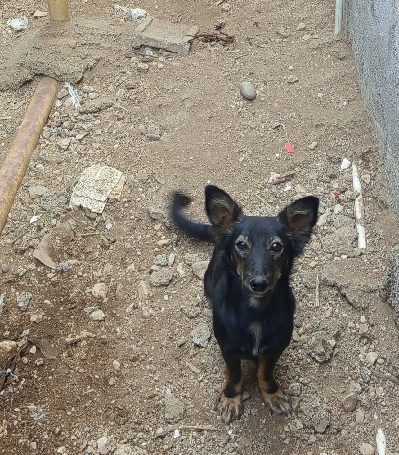 یک عدد سگ بوجی نر|سگ|برازجان, |دیوار