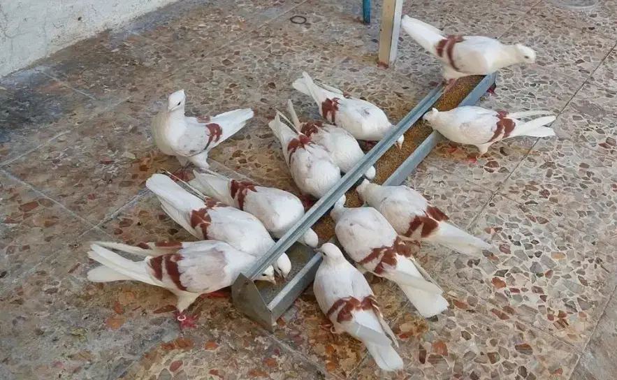 کبوتر نباتی|پرنده|دورود, |دیوار