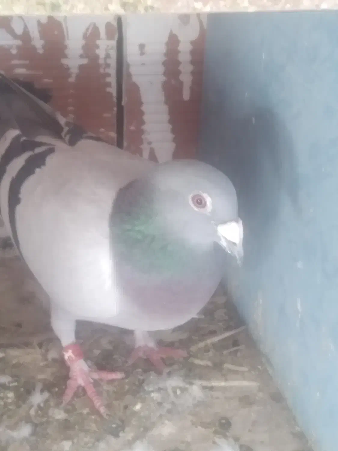 دوبر|پرنده|کوراییم, |دیوار