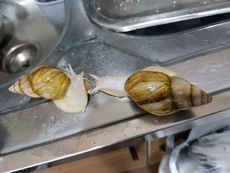 حلزون|خزنده|دزفول, |دیوار