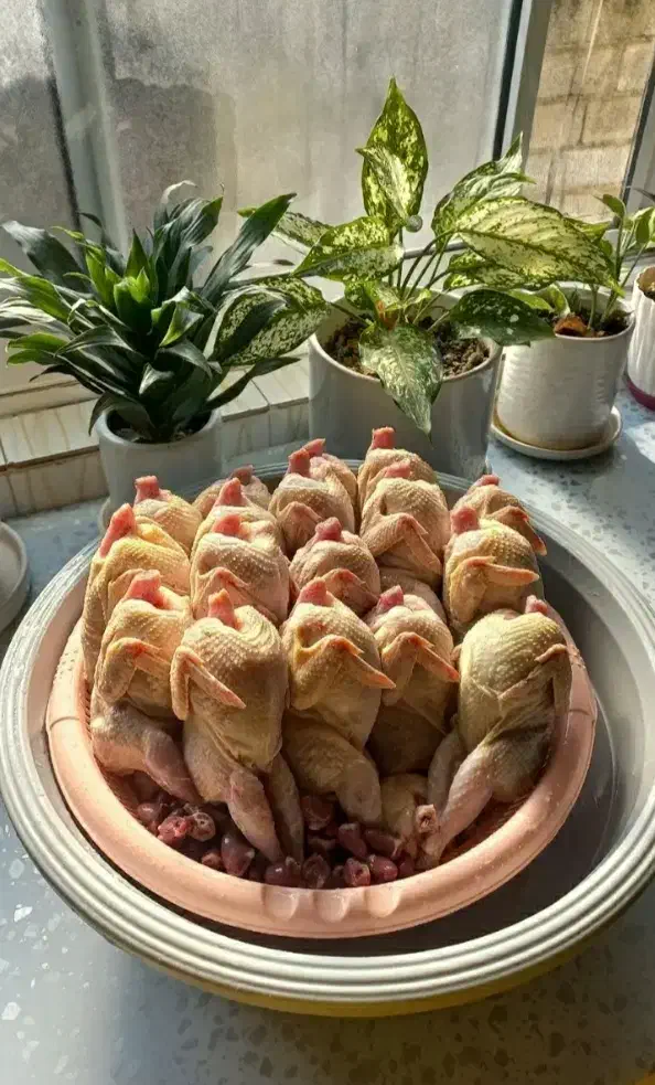 بلدرچین تخمگذار و گوشتی کلی و جزئی|حیوانات مزرعه|شاندرمن, |دیوار