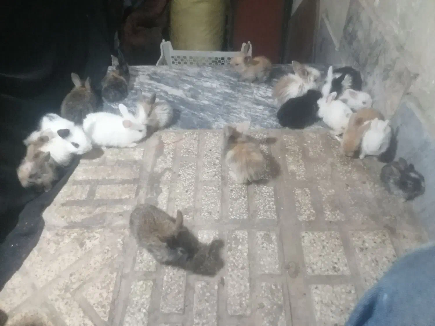 خرگوش|موش و خرگوش|مشهد, طبرسی شمالی|دیوار