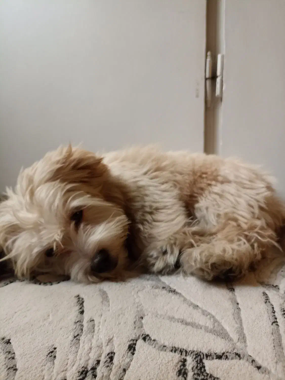 واگذاری پودل کراس|سگ|تهران, سلسبیل شمالی|دیوار