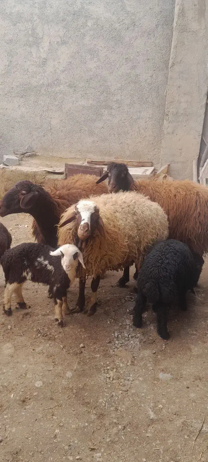 میش جوان|حیوانات مزرعه|شیروان (خراسان), |دیوار