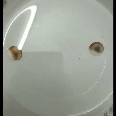 اصل تضمینی|کلکسیون اشیاء عتیقه|ابهر, |دیوار