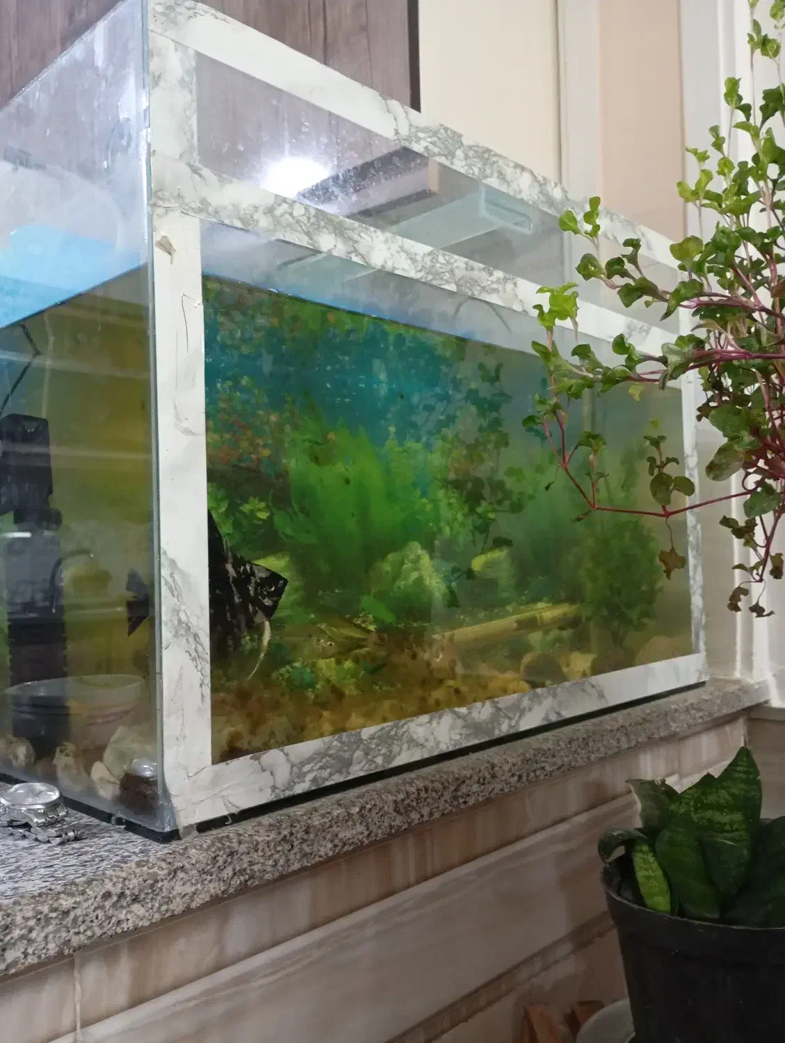 ماهی آکواریوم|ماهی|مشهد, کشاورز|دیوار