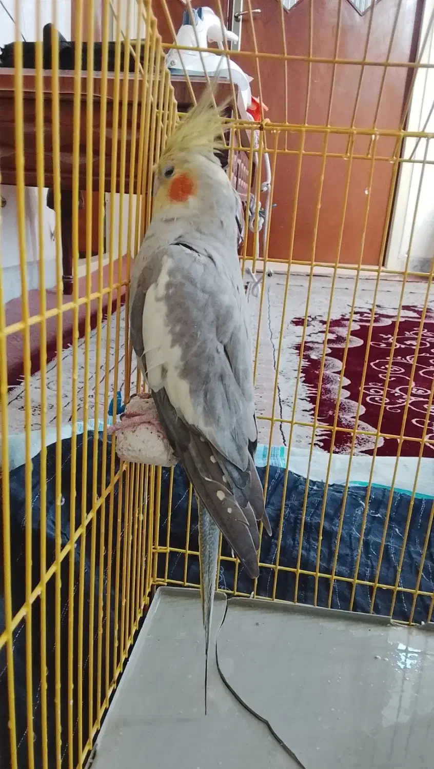 عروس هلندی شیطون|پرنده|گرمسار, |دیوار