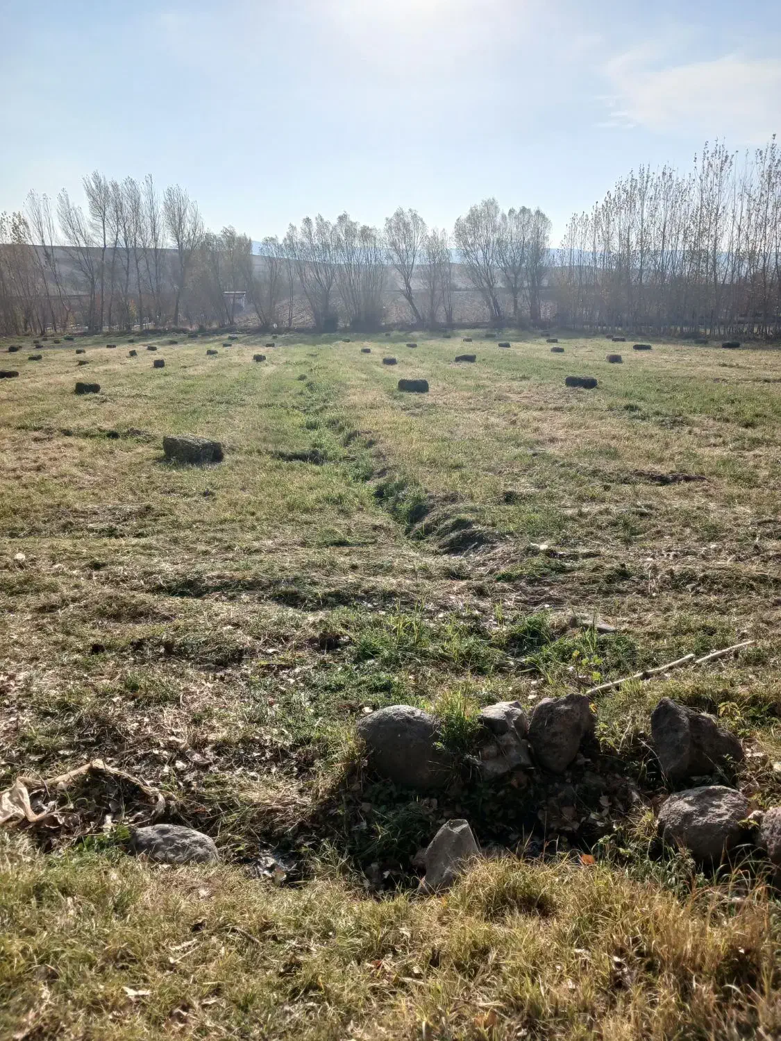 علوفه|حیوانات مزرعه|نیر (اردبیل), |دیوار