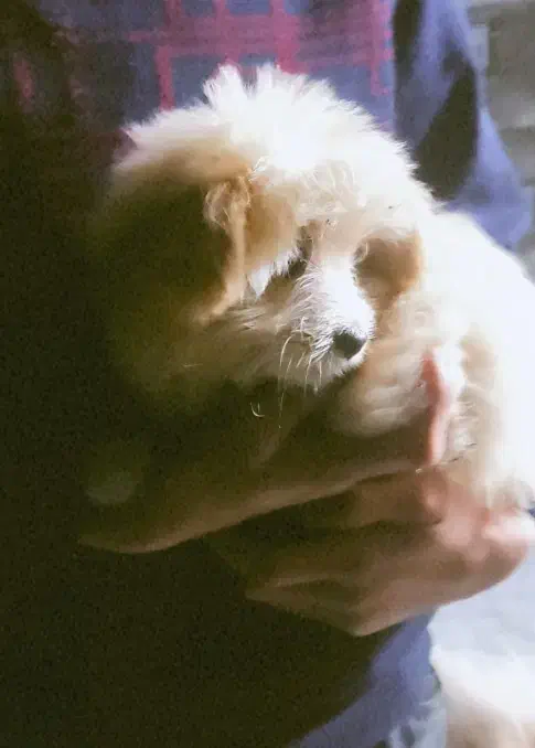 توله پامر شیتزو|سگ|بم, |دیوار