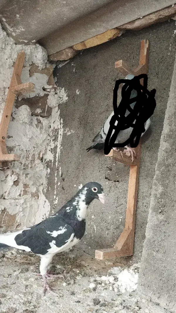 پلنگ سیاه نر پرشی|پرنده|رضویه, |دیوار