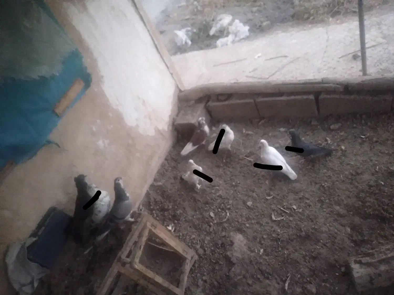 کبوتر پرشی زِرِی سفید و...|پرنده|خمینیشهر, |دیوار