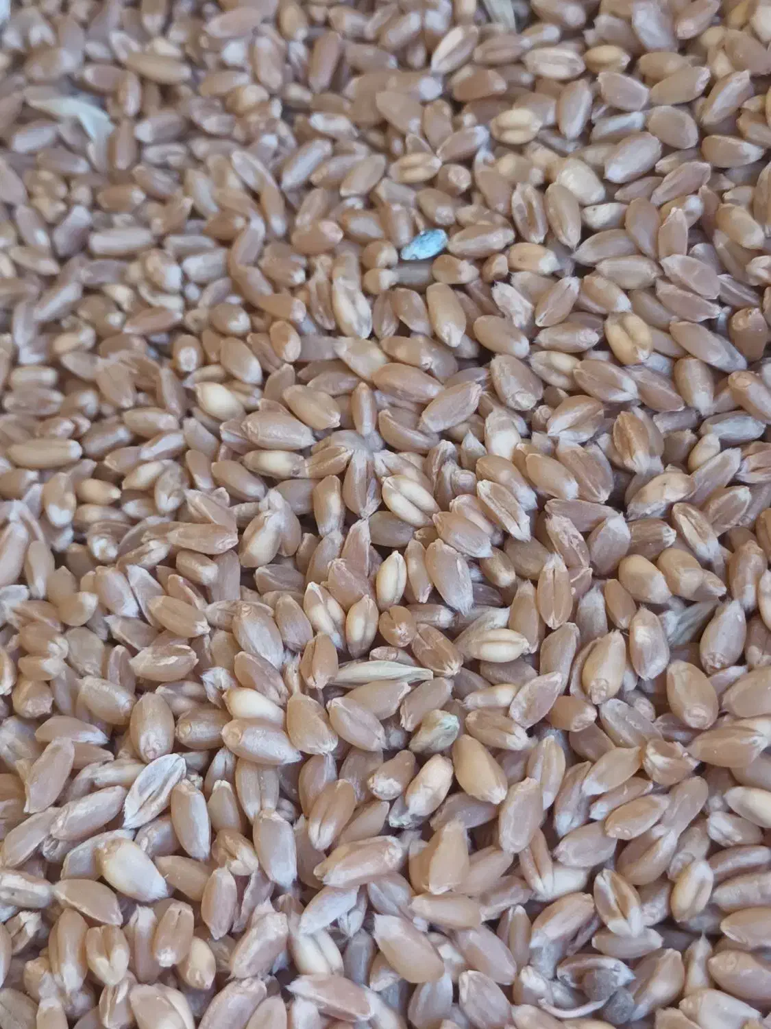 با سلام فروش بذر گندم|گل و گیاه طبیعی|رزن, |دیوار