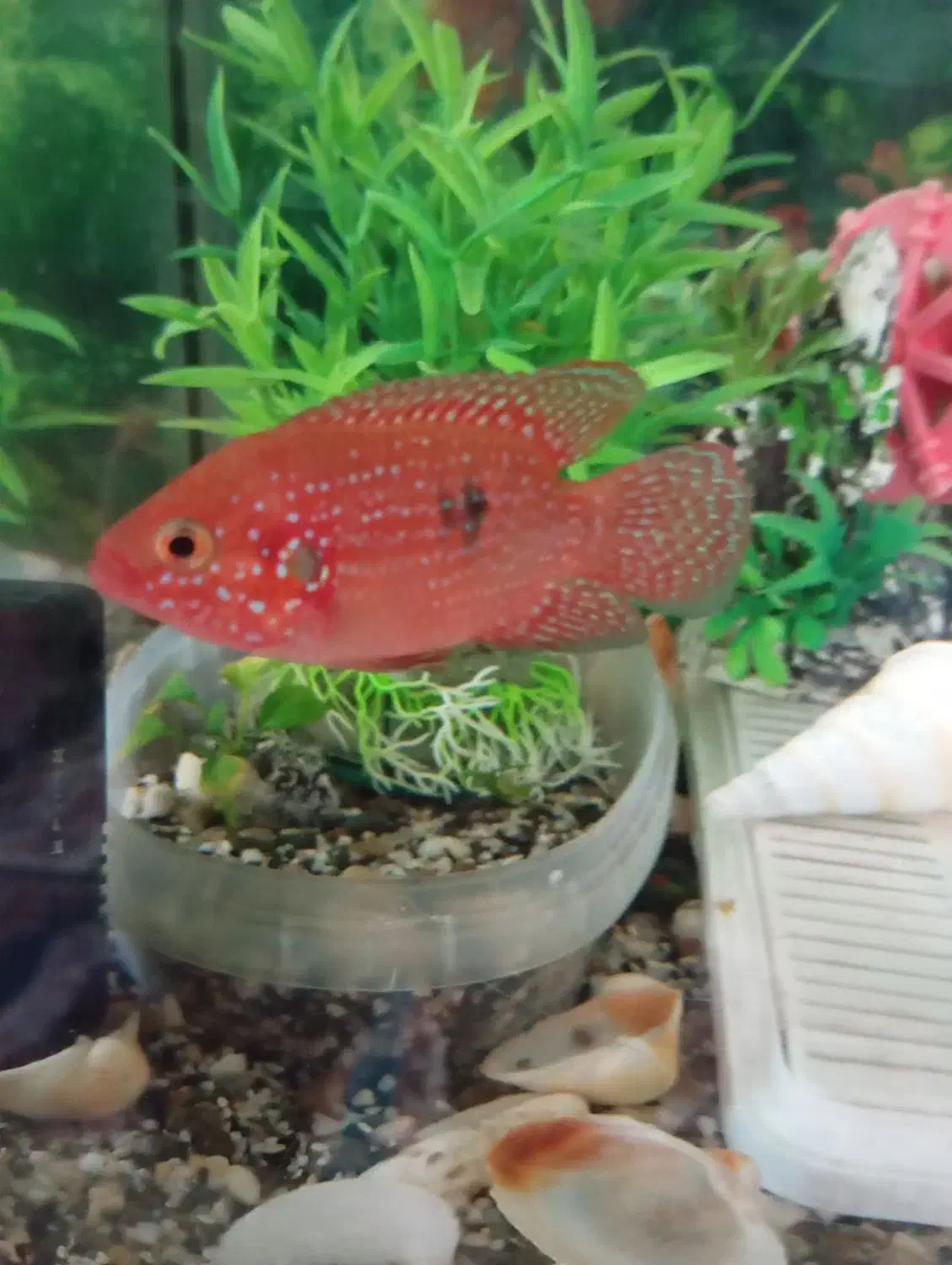 ماهی جوعل|ماهی|خمینی‌شهر, |دیوار