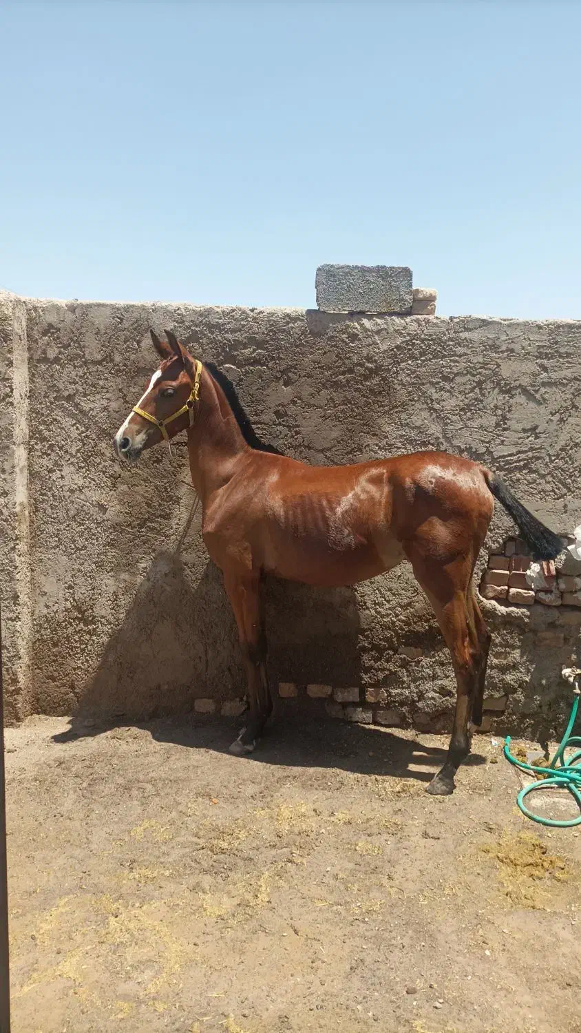 کره مادیان|اسب و تجهیزات اسبسواری|رفسنجان, |دیوار