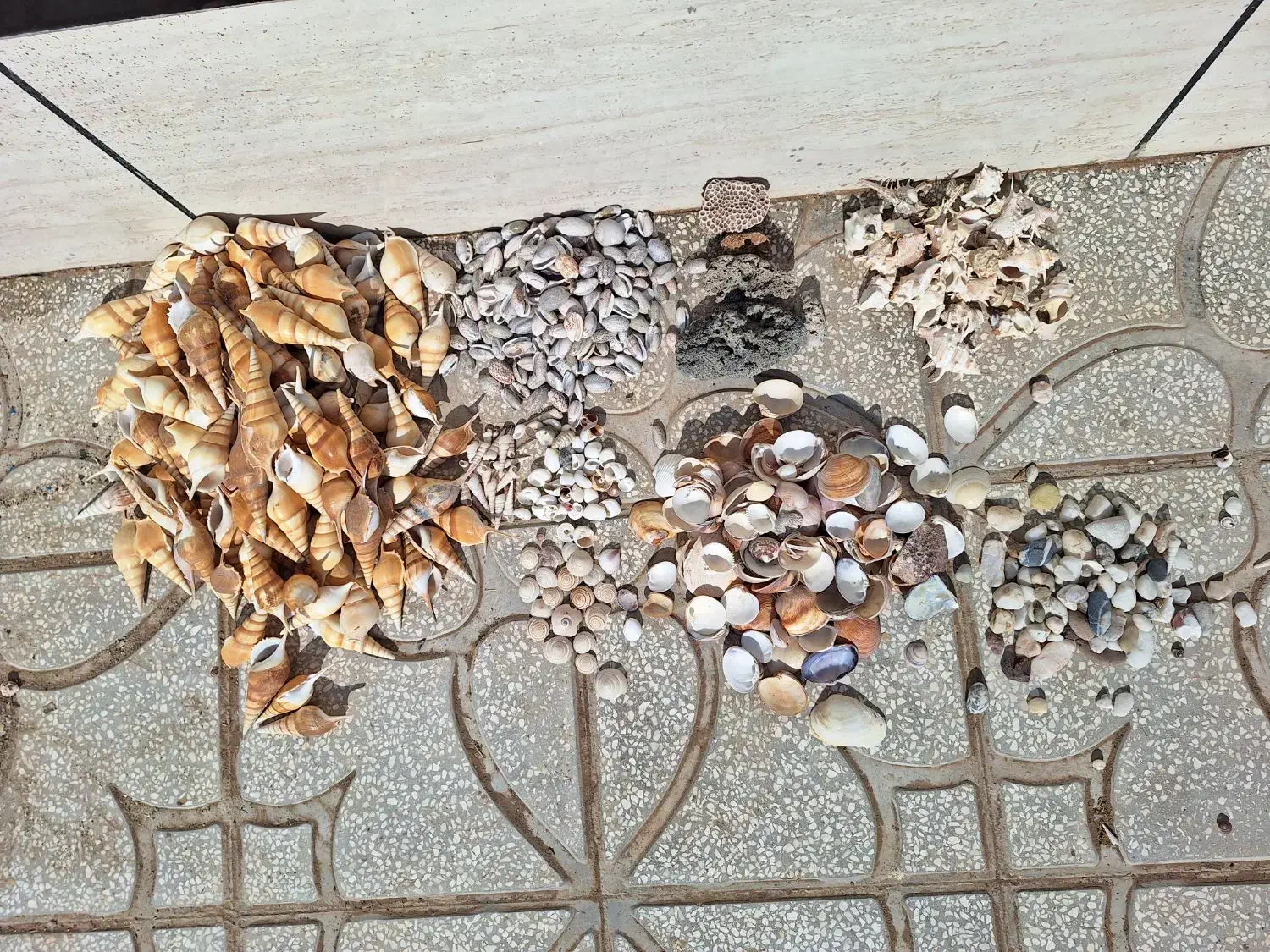 صدف دریایی|کلکسیون و سرگرمی|مشهد, تربیت (صدف)|دیوار